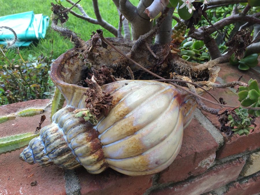 Succulent Plant Lot #1 [Photo 4]