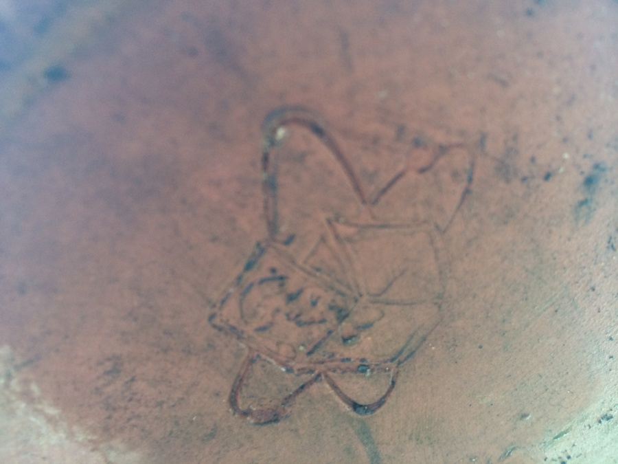 Succulent Plant Lot #1 [Photo 6]