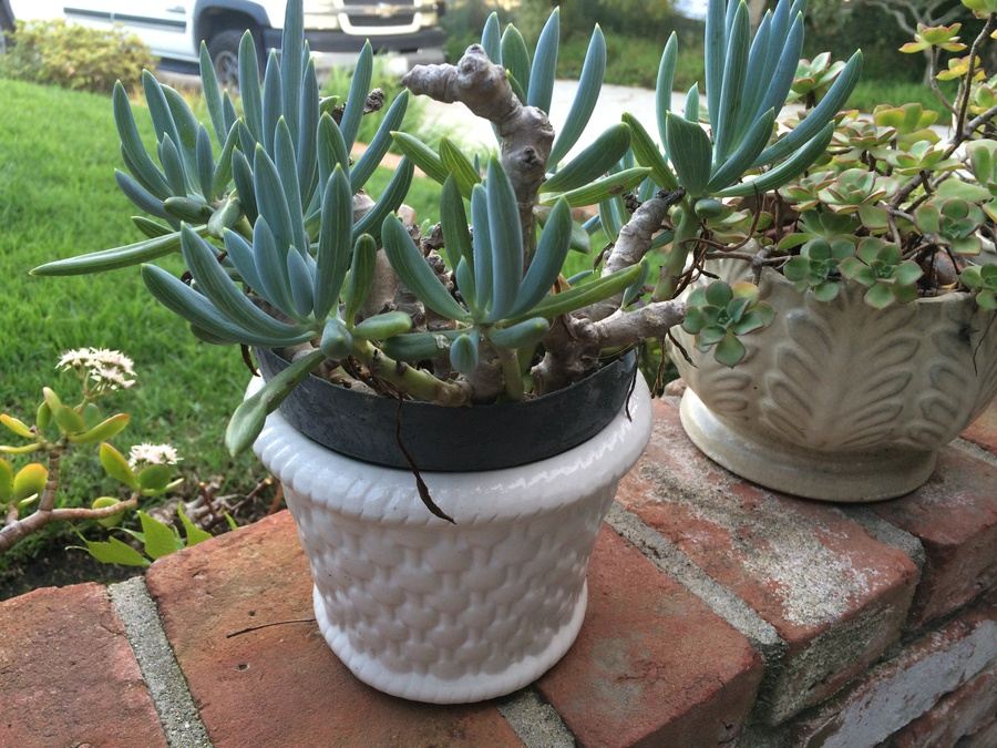 Succulent Plant Lot #1 [Photo 5]
