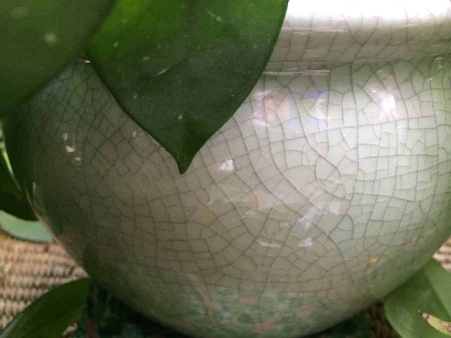 Succulent Plant Lot #1 [Photo 20]