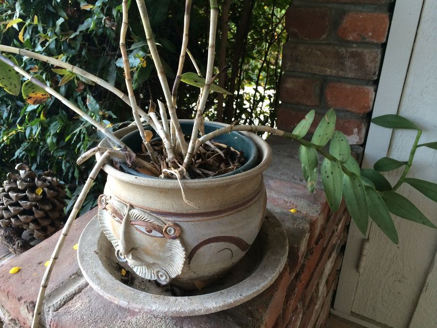 Succulent Plant Lot #1 [Photo 18]