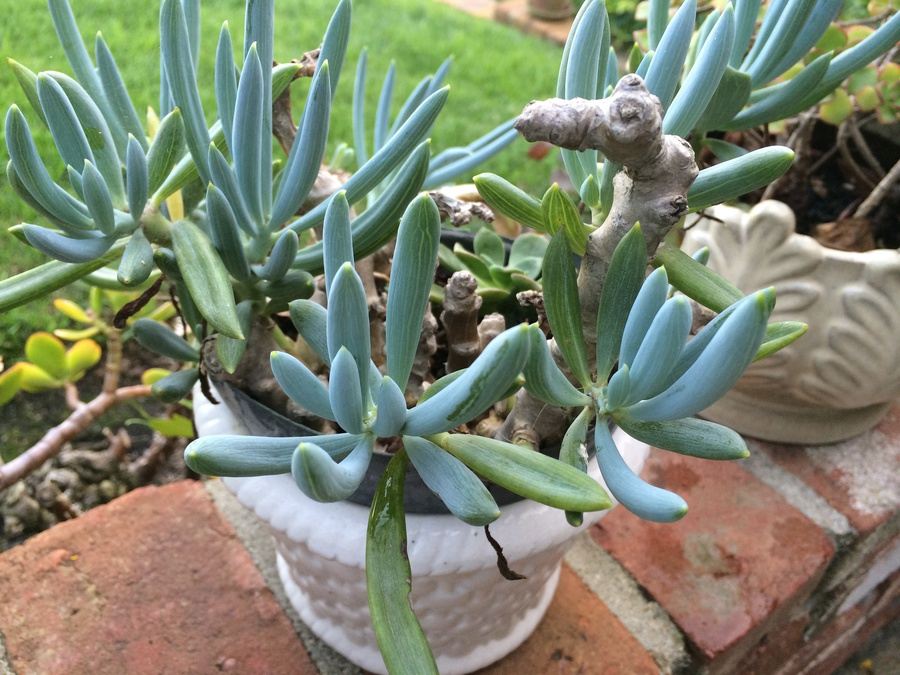 Succulent Plant Lot #1 [Photo 9]