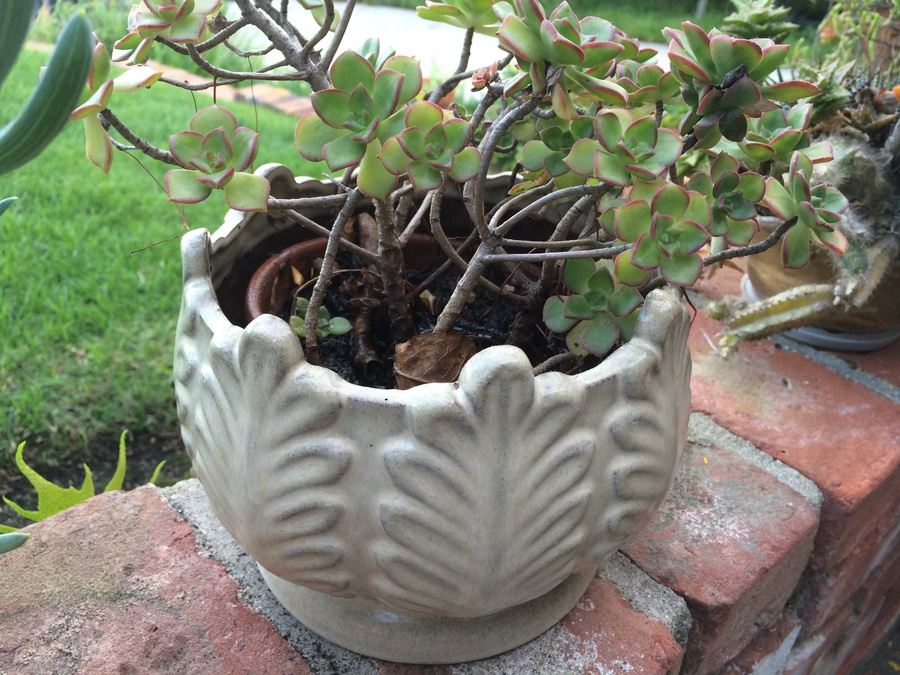Succulent Plant Lot #1 [Photo 7]