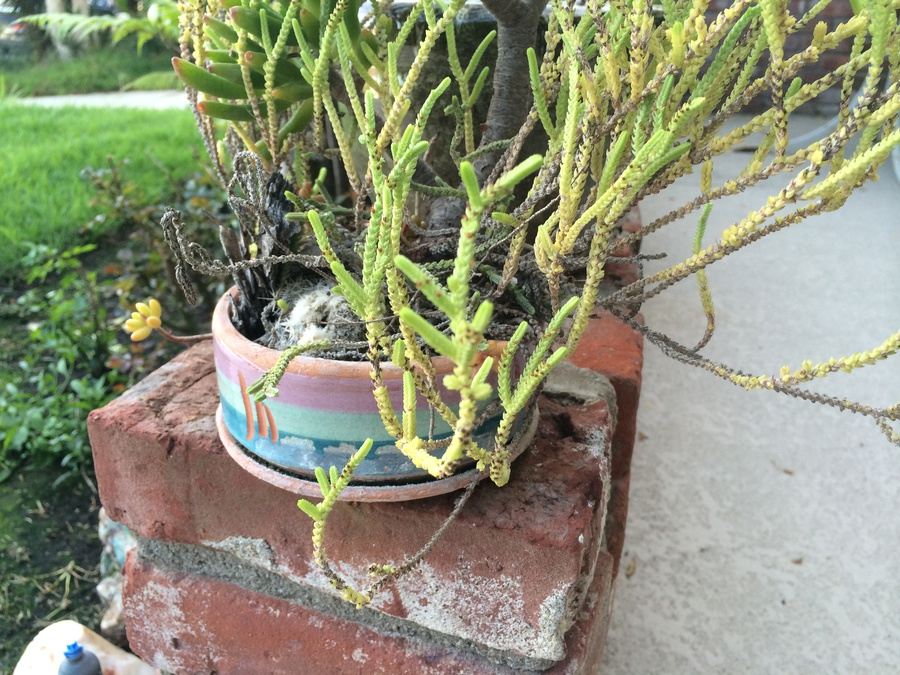 Succulent Plant Lot #1