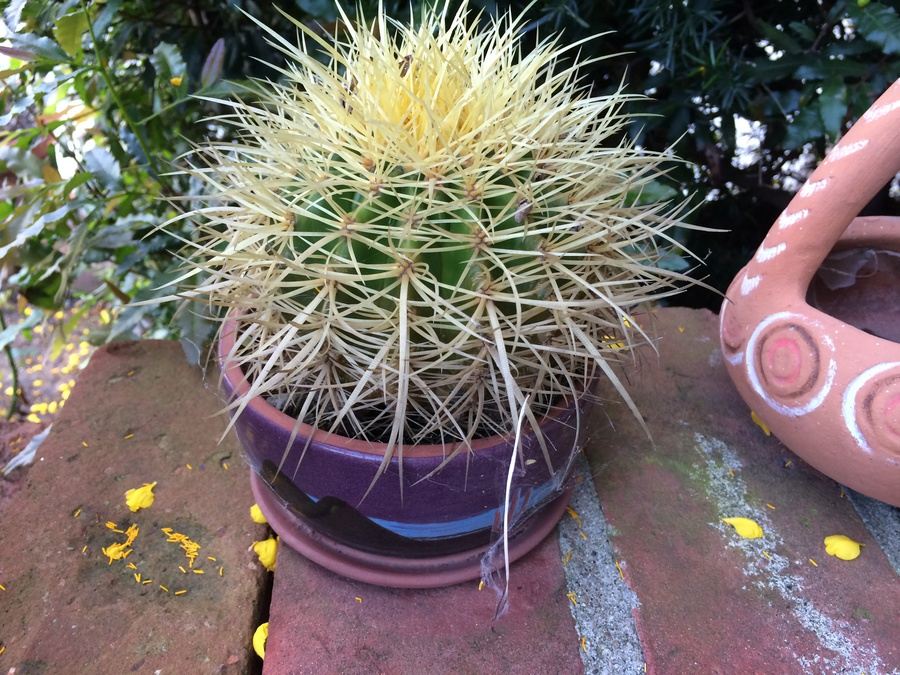 Succulent Plant Lot #1 [Photo 14]