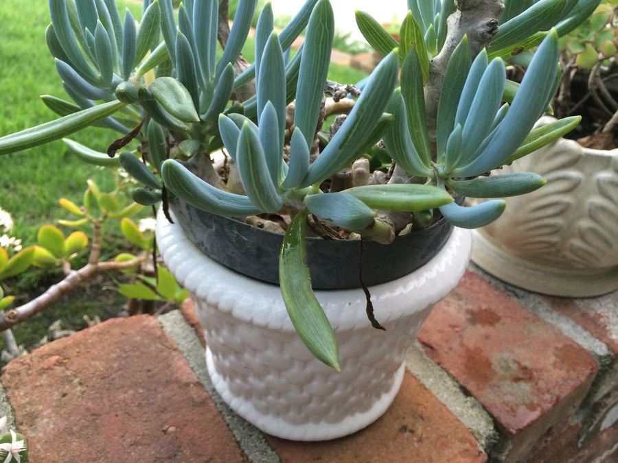 Succulent Plant Lot #1 [Photo 8]