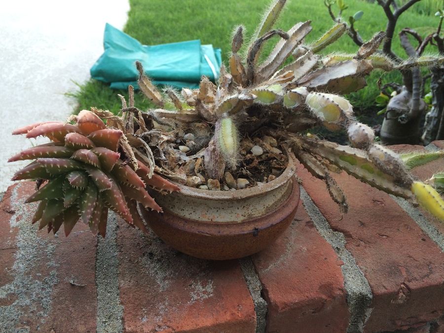 Succulent Plant Lot #1 [Photo 3]