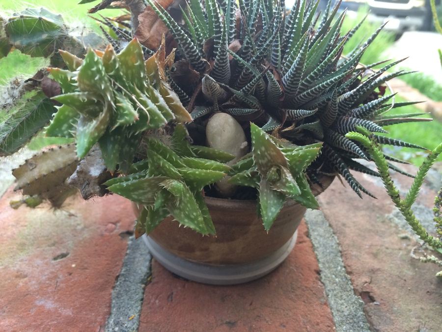 Succulent Plant Lot #1 [Photo 13]