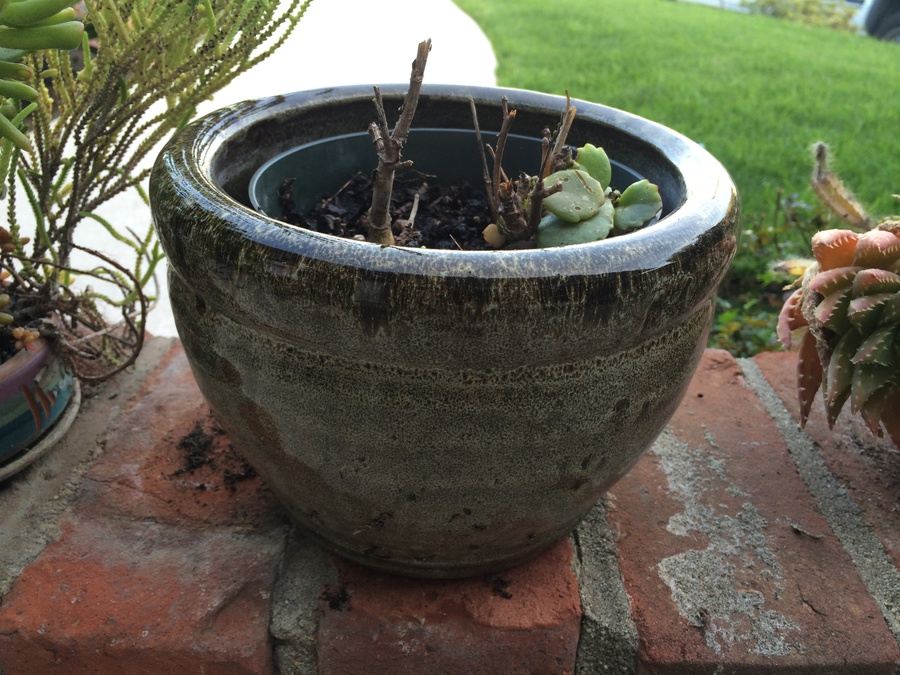 Succulent Plant Lot #1 [Photo 2]