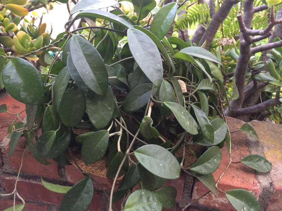 Succulent Plant Lot #1 [Photo 19]