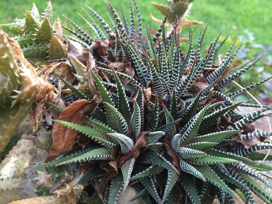 Succulent Plant Lot #1 [Photo 11]