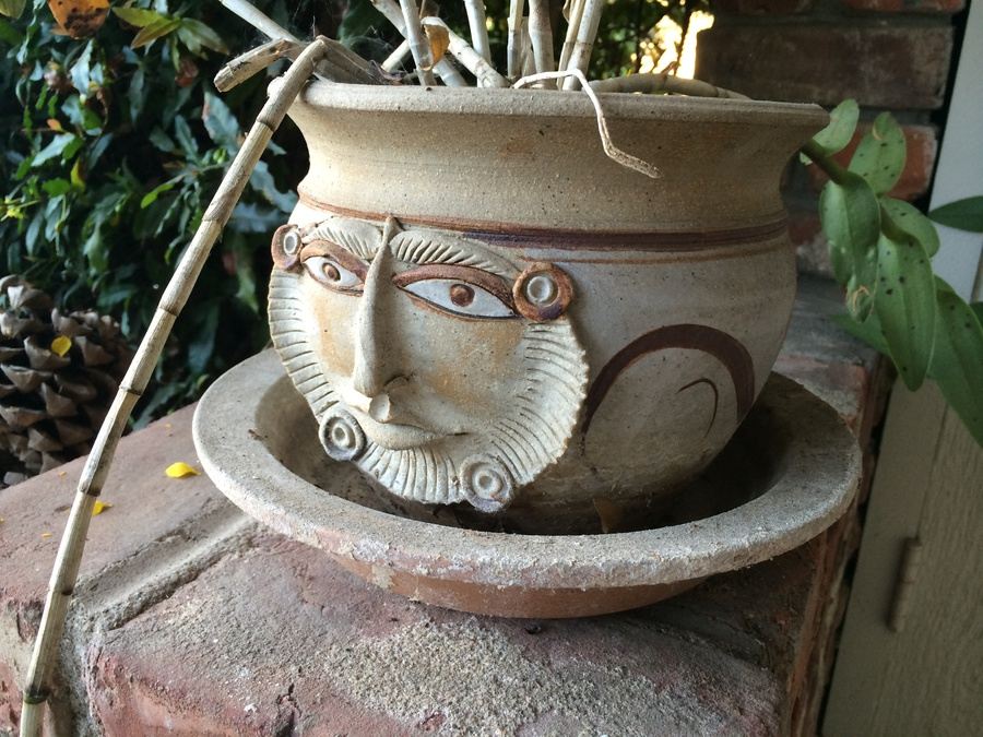 Succulent Plant Lot #1 [Photo 17]