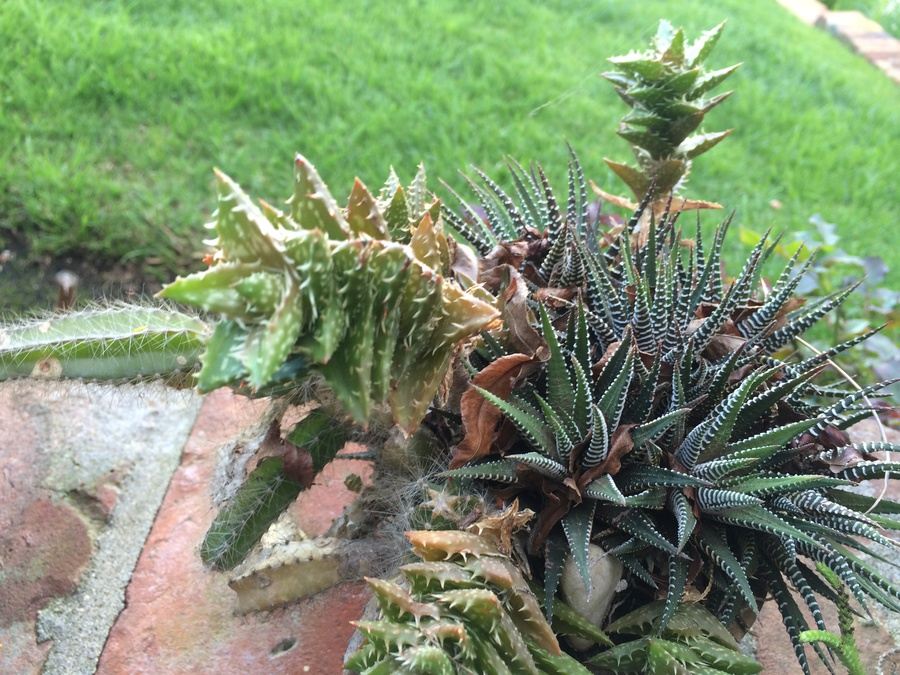 Succulent Plant Lot #1 [Photo 12]