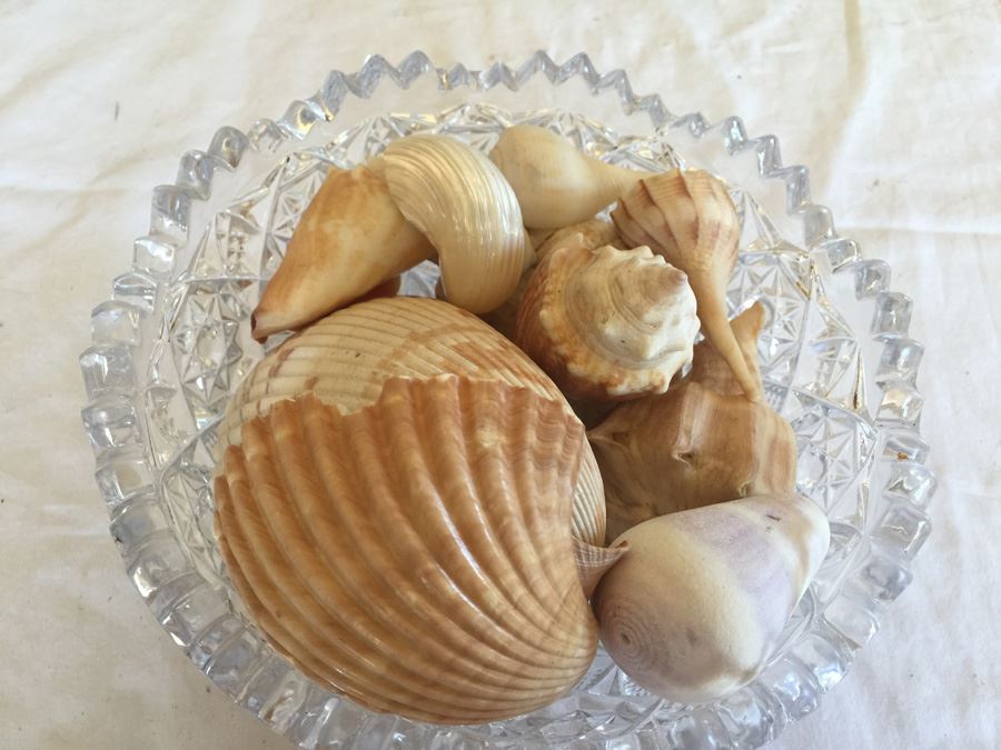 Crystal Bowl Filled With Shells [Photo 3]