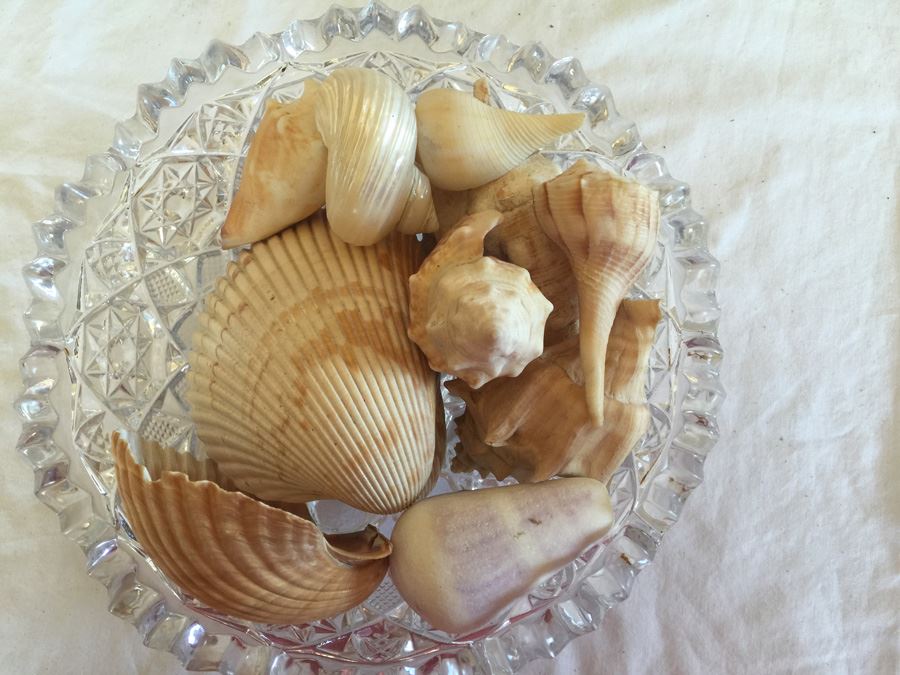 Crystal Bowl Filled With Shells [Photo 4]