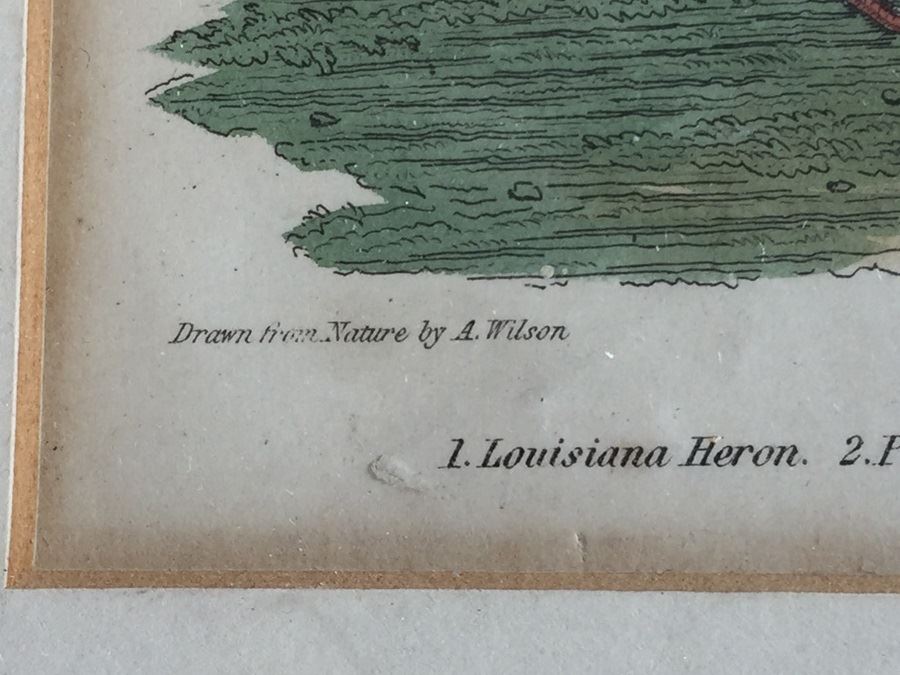 Rare 1832 Bird Engraving Drawn By Alexander Wilson (1766 - 1813) Engraving By W.H. Lizars Estimate $2,000 [Photo 3]