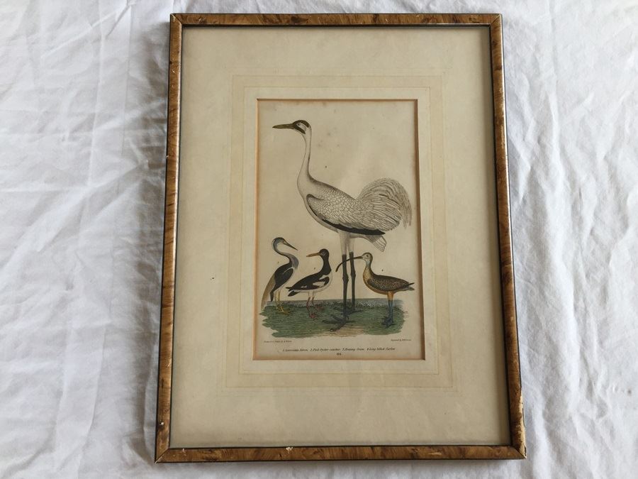 Rare 1832 Bird Engraving Drawn By Alexander Wilson (1766 - 1813) Engraving By W.H. Lizars Estimate $2,000