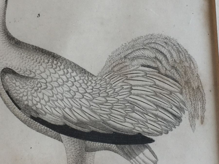 Rare 1832 Bird Engraving Drawn By Alexander Wilson (1766 - 1813) Engraving By W.H. Lizars Estimate $2,000 [Photo 7]