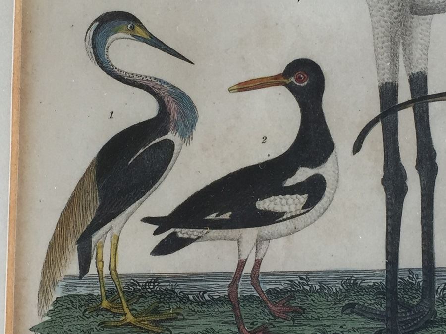 Rare 1832 Bird Engraving Drawn By Alexander Wilson (1766 - 1813) Engraving By W.H. Lizars Estimate $2,000 [Photo 9]