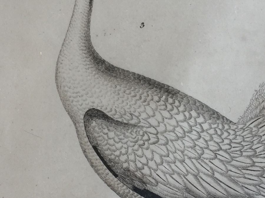 Rare 1832 Bird Engraving Drawn By Alexander Wilson (1766 - 1813) Engraving By W.H. Lizars Estimate $2,000 [Photo 6]