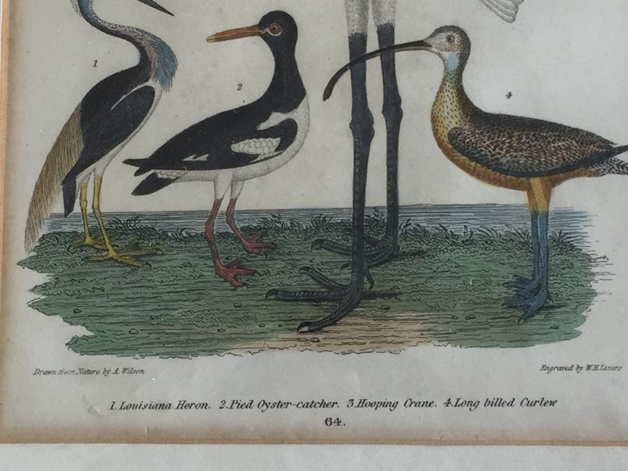 Rare 1832 Bird Engraving Drawn By Alexander Wilson (1766 - 1813) Engraving By W.H. Lizars Estimate $2,000 [Photo 2]