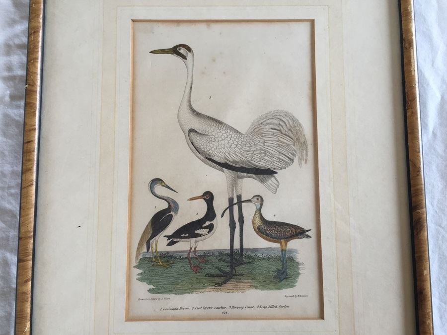 Rare 1832 Bird Engraving Drawn By Alexander Wilson (1766 - 1813) Engraving By W.H. Lizars Estimate $2,000 [Photo 4]