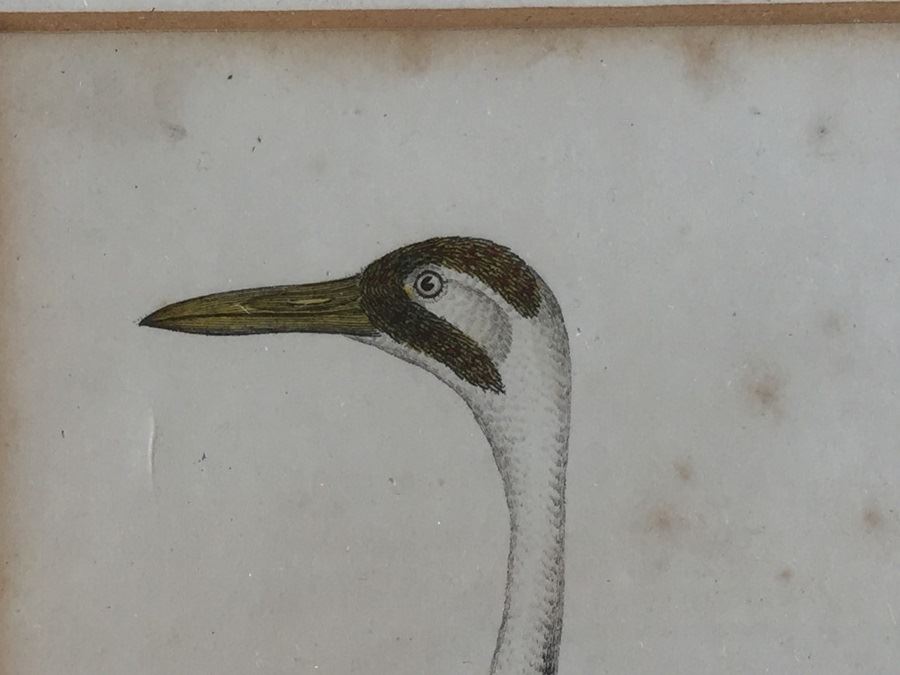 Rare 1832 Bird Engraving Drawn By Alexander Wilson (1766 - 1813) Engraving By W.H. Lizars Estimate $2,000 [Photo 5]
