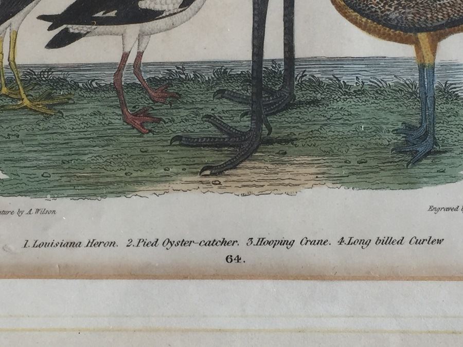 Rare 1832 Bird Engraving Drawn By Alexander Wilson (1766 - 1813) Engraving By W.H. Lizars Estimate $2,000 [Photo 10]