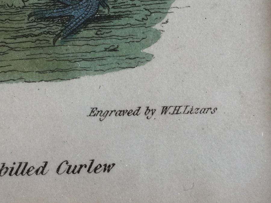 Rare 1832 Bird Engraving Drawn By Alexander Wilson (1766 - 1813) Engraving By W.H. Lizars Estimate $2,000 [Photo 11]