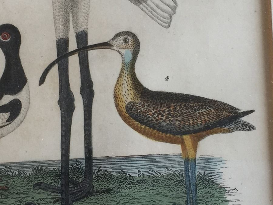 Rare 1832 Bird Engraving Drawn By Alexander Wilson (1766 - 1813) Engraving By W.H. Lizars Estimate $2,000 [Photo 8]