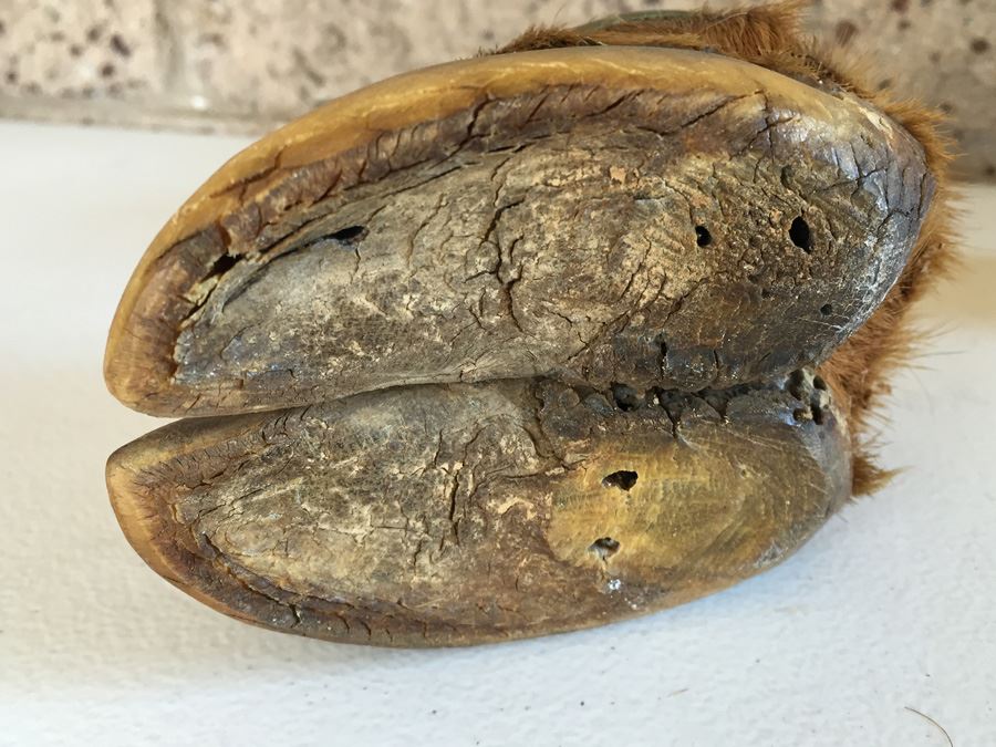 JUST ADDED - Interesting Vintage Hoof Taxidermy Ashtray Great Conversation Piece [Photo 7]