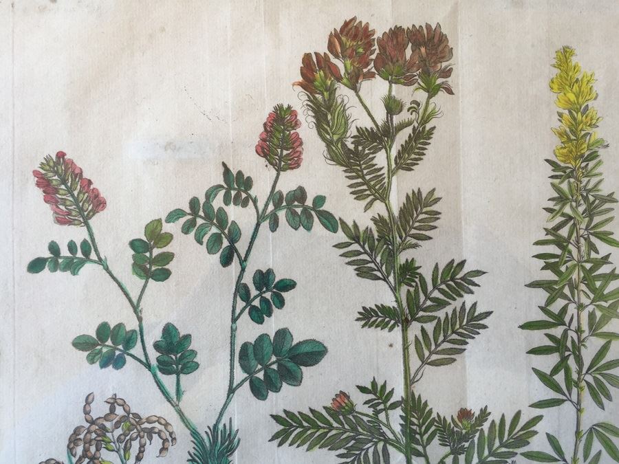 JUST ADDED - Pair Of Framed Antique Copper Plate Colored Botanical Engravings By N. Thomas [Photo 8]