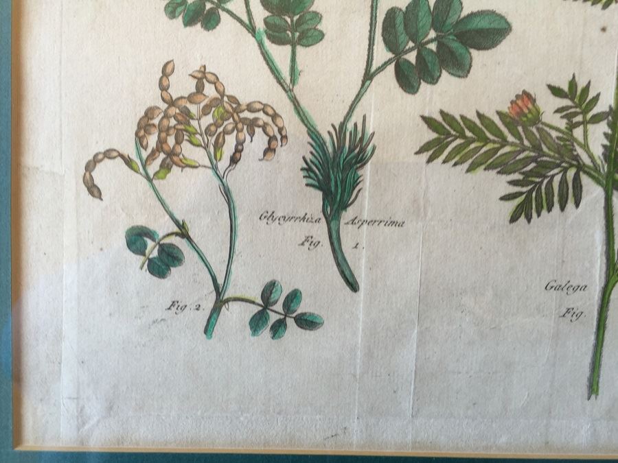 JUST ADDED - Pair Of Framed Antique Copper Plate Colored Botanical Engravings By N. Thomas [Photo 11]