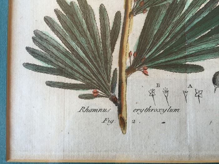 JUST ADDED - Pair Of Framed Antique Copper Plate Colored Botanical Engravings By N. Thomas [Photo 7]