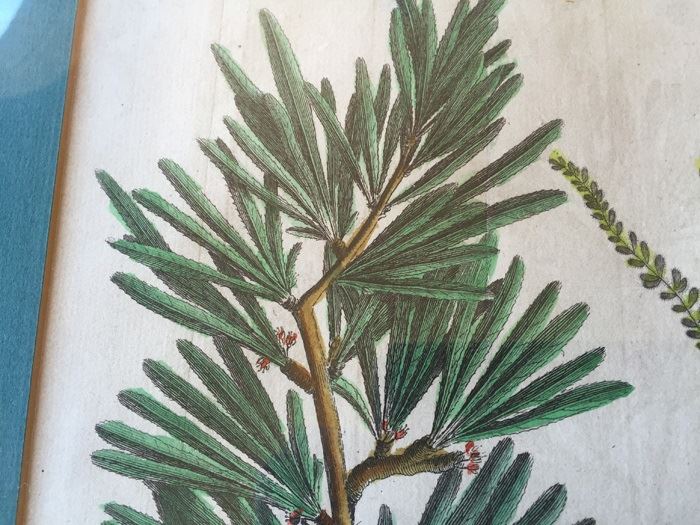 JUST ADDED - Pair Of Framed Antique Copper Plate Colored Botanical Engravings By N. Thomas [Photo 6]