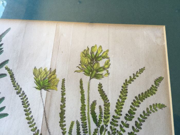 JUST ADDED - Pair Of Framed Antique Copper Plate Colored Botanical Engravings By N. Thomas [Photo 5]