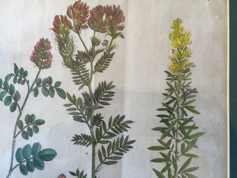 JUST ADDED - Pair Of Framed Antique Copper Plate Colored Botanical Engravings By N. Thomas [Photo 9]