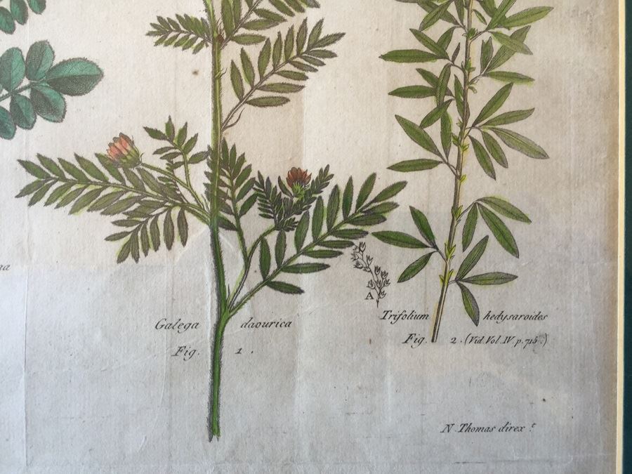 JUST ADDED - Pair Of Framed Antique Copper Plate Colored Botanical Engravings By N. Thomas [Photo 10]