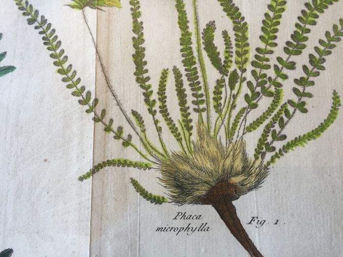 JUST ADDED - Pair Of Framed Antique Copper Plate Colored Botanical Engravings By N. Thomas [Photo 3]