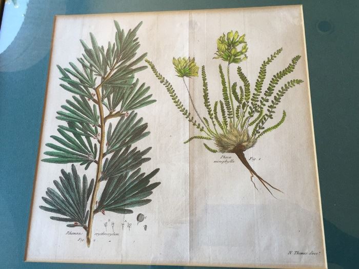 JUST ADDED - Pair Of Framed Antique Copper Plate Colored Botanical Engravings By N. Thomas [Photo 2]
