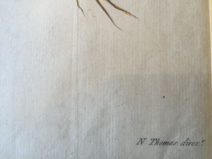 JUST ADDED - Pair Of Framed Antique Copper Plate Colored Botanical Engravings By N. Thomas [Photo 4]