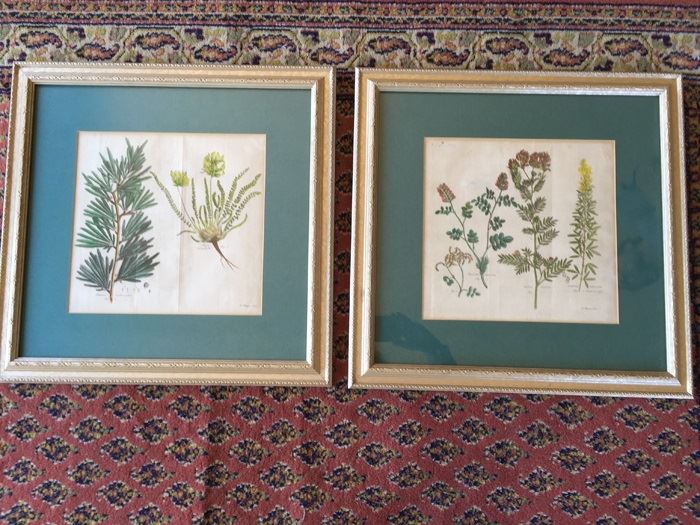 JUST ADDED - Pair Of Framed Antique Copper Plate Colored Botanical Engravings By N. Thomas