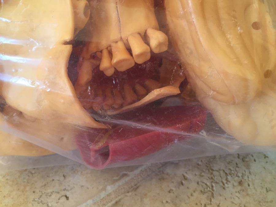 The Visible Head By Renwal Products With Illustrated Manuals 1961 [Photo 9]