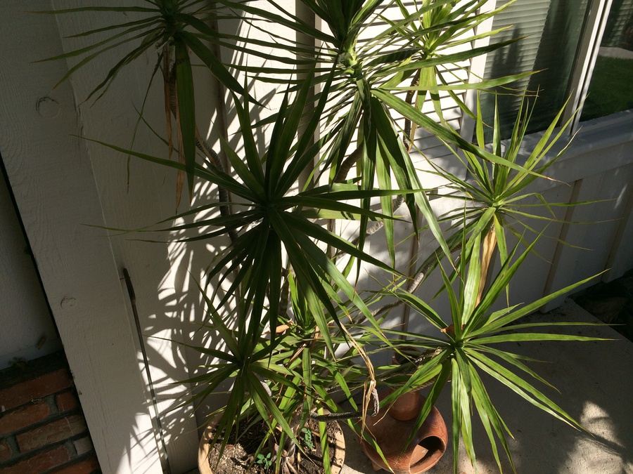 Potted Palm Tree [Photo 3]