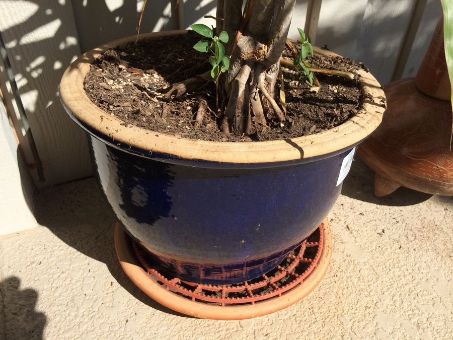 Potted Palm Tree [Photo 2]