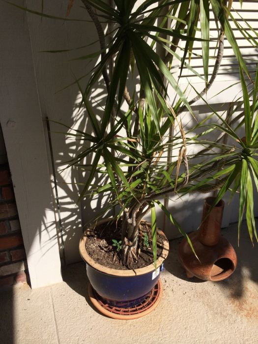 Potted Palm Tree