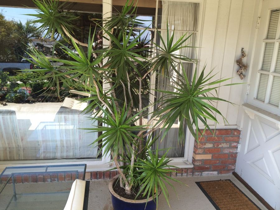 Potted Palm Tree [Photo 2]