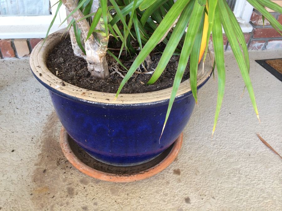 Potted Palm Tree