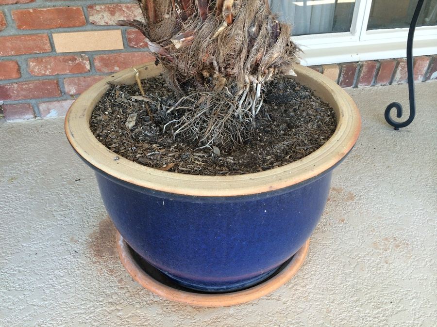 Potted Palm Tree [Photo 2]