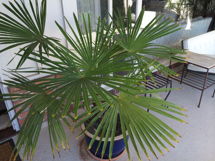 Potted Palm Tree [Photo 3]
